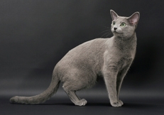 Russian Blue cat photo by Tetsu Yamazaki Animal Photography