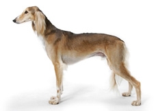 Saluki_indoors