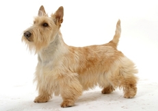 Scottish_Terrier_Tetsu_Yamazaki