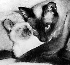 Seal Point Siamese cat with her kitten in her arms, Photo © Animal Photography, Sally Anne Thompson