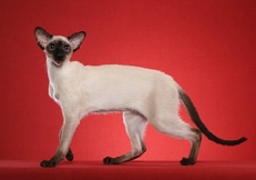 Seal_point_Siamese_Cat