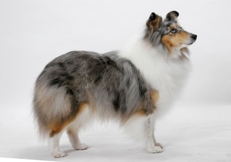 Shetland_Sheepdog_Tetsu_Yamazaki