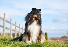 Shetland_Sheepdogs_outdoors