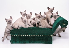 Siamese_Kittens