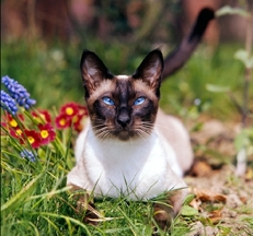 Siamese outdoors photo by Sally Anne Thompson Animal Photography
