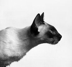 Siamese photo by Sally Anne Thompson Animal Photography