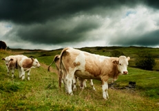 Simmental cows Animal Photography Andrew Howells