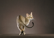 Sinapura cat, Photo © Animal Photography, Helmi Flick