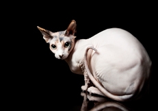 Sphynx cat photo by Vidar Skauen Animal Photography