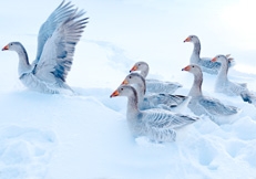 Steinbacher Goose photo by Linda Dick
