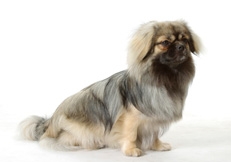 Tibetan_Spaniel_Tetsu_Yamazaki