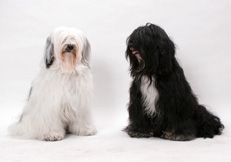 Tibetan_Terriers_Tetsu_Yamazaki