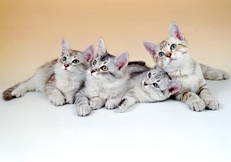 Tiffanie kittens photo by Alan Robinson Animal Photography