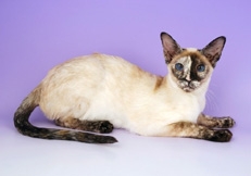 Tortie_Point_Siamese