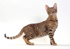 Toyger_cat_Photo_©_Animal_Photography_Tetsu_Yamazaki