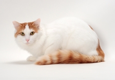 Turkish Van Breeder