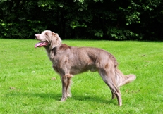 Weimaraner_longhaired_Eva_Maria_Kramer