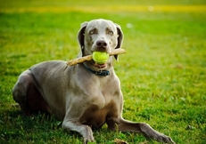 Weimaraners_outdoors