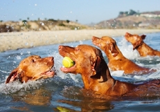 Weimaraners_photo_Tara_Gregg