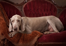 Weimaraners_studio