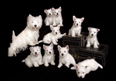 West Highland White Terrier photo Robin Burkett