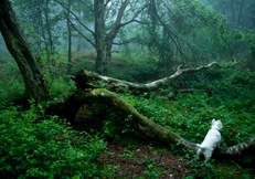 Westie in woods photo by David Jensen_Animal Photography
