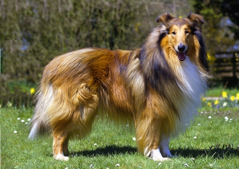 mahogany sable collie