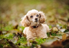 apricot_toy_poodles