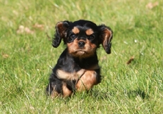 black_and_tan_Cavalier_King_Charles