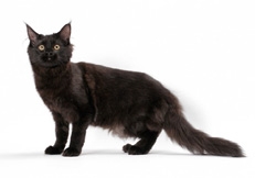 black_maine_coon_cat