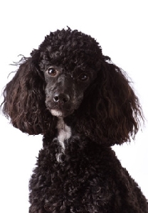 black_miniature_poodle