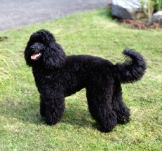black_miniature_poodles