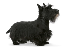 black_scottish_terriers