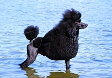 black_standard_poodles