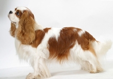 blenheim_Cavalier_King_Charles