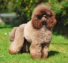 brown_miniature_poodles