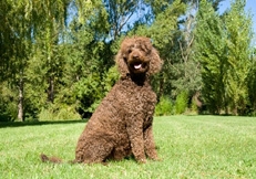 brown_standard_poodles