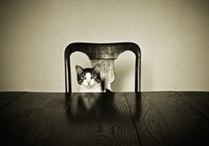 clever_cat_Photo_Animal_Photography_Anita_Peeples.jpg