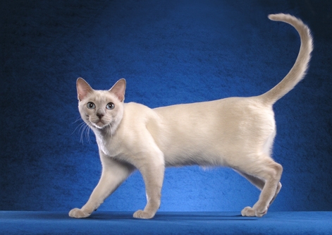 Tonkinese