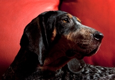 coonhound_©_Photo_Animal_Photography_Robin_Burkett