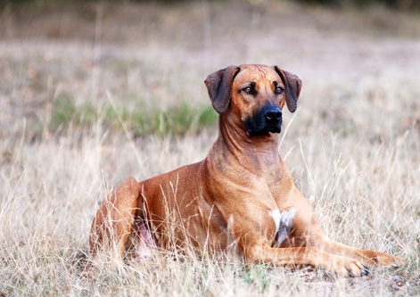 Rhodesian Ridgeback