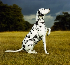 dalmatian_©_Photo_Animal_Photography_Sally_Anne_Thompson