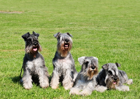 Miniature Schnauzer