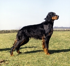 gordon_setter