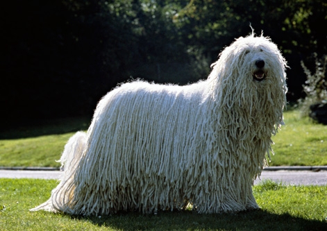 Komondor