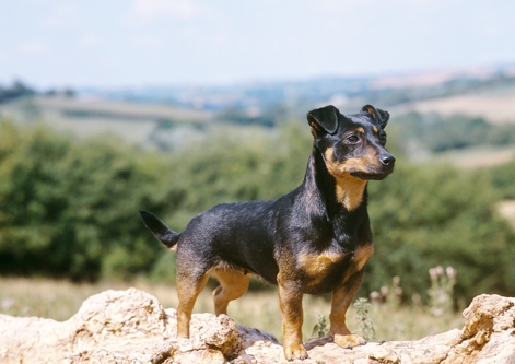 are lancashire heelers good dogs