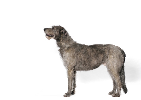 Irish Wolfhound