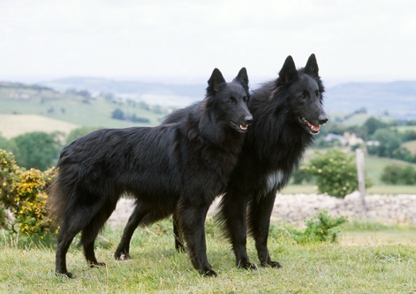 Groenendael