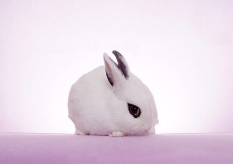 Small pets