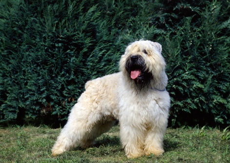 bouvier des flandres